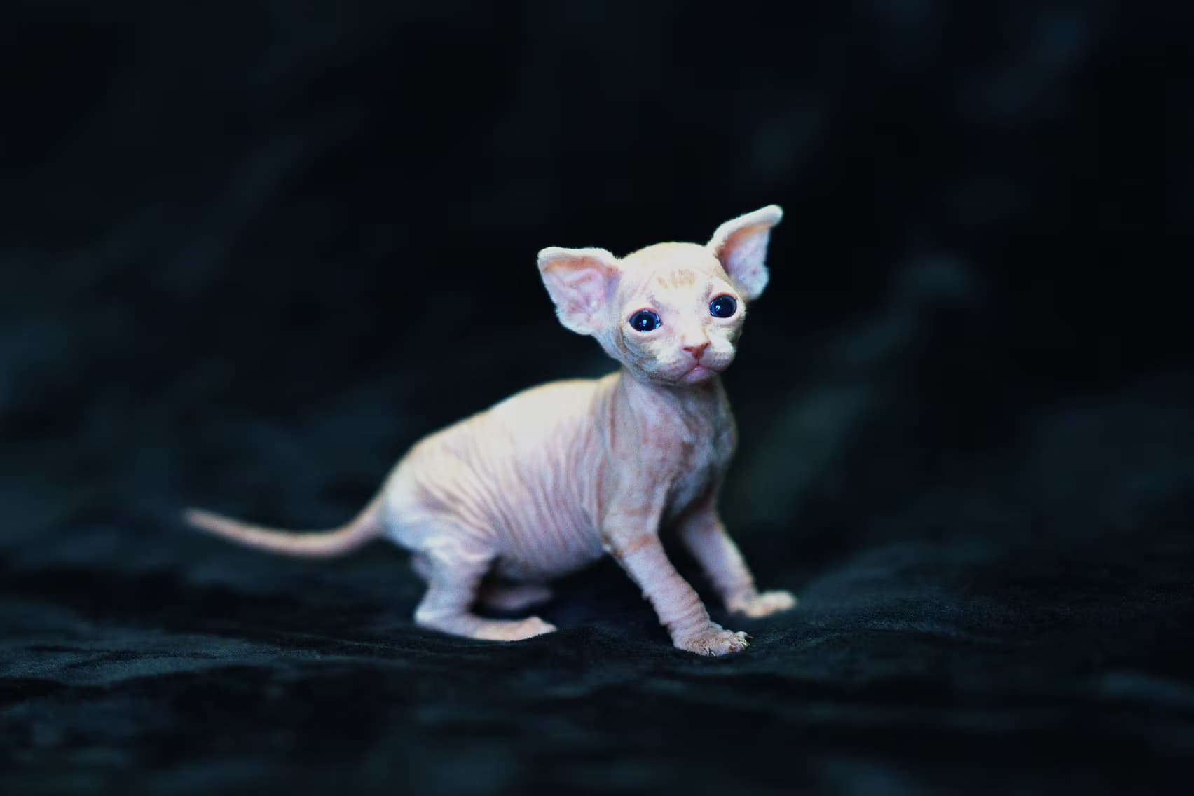 2026 02 05 Female 5 1