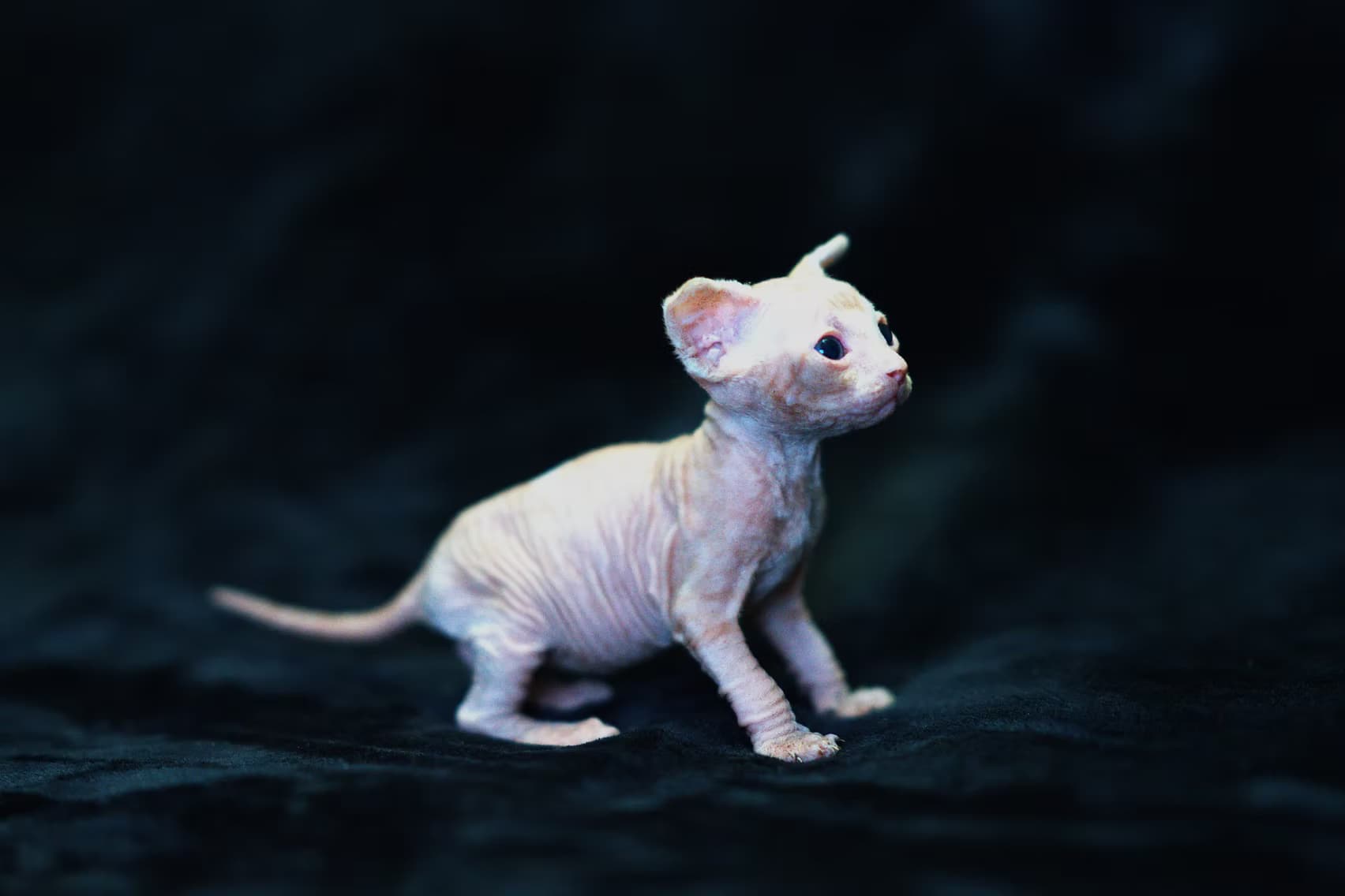 2026 02 05 Female 5 2